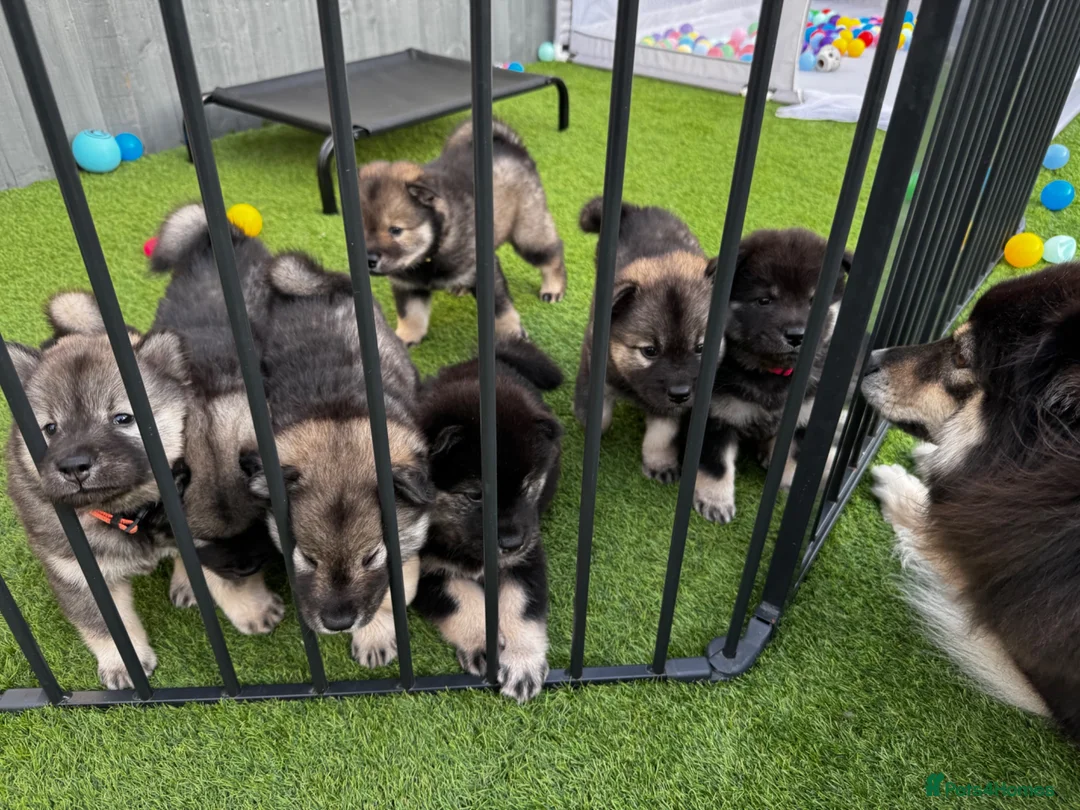 Eurasier dogs for sale: Eurasier Puppies - Kennel Club Registered  - Advert 1