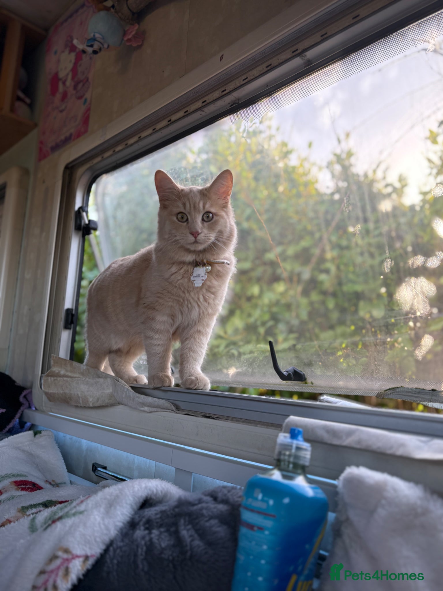 Mixed Breed cats 2 kittens 7 months old - Advert 3