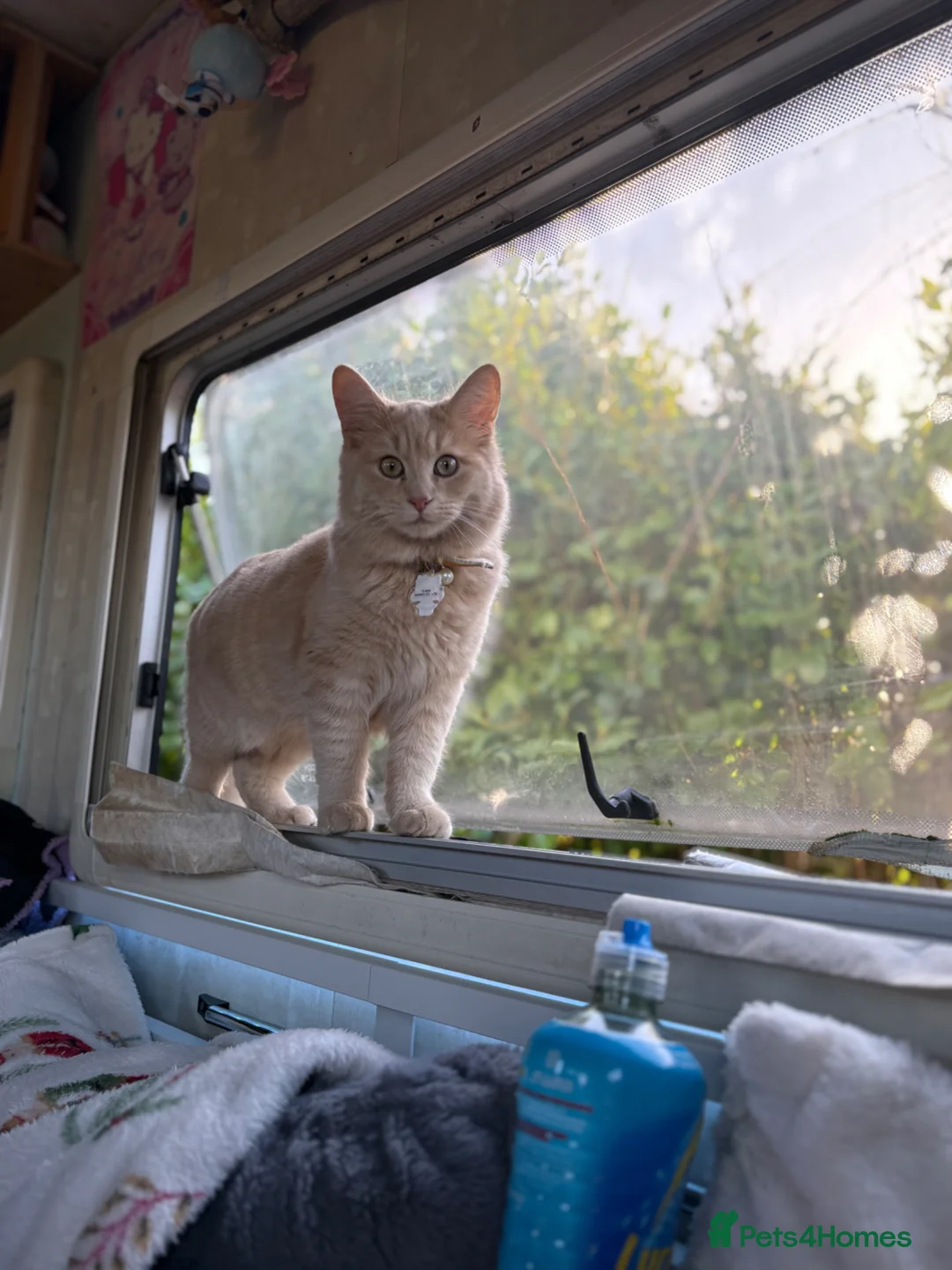 Mixed Breed cats for sale: 2 kittens 7 months old - Advert 1