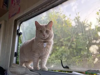 Mixed Breed cats 2 kittens 7 months old - Advert 1