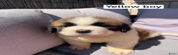 Saint Bernard dogs for sale: Saint Bernard‘s puppies - Advert 7
