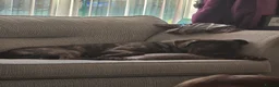 Mixed Breed dogs for sale: 1 year old Kylo - Advert 6