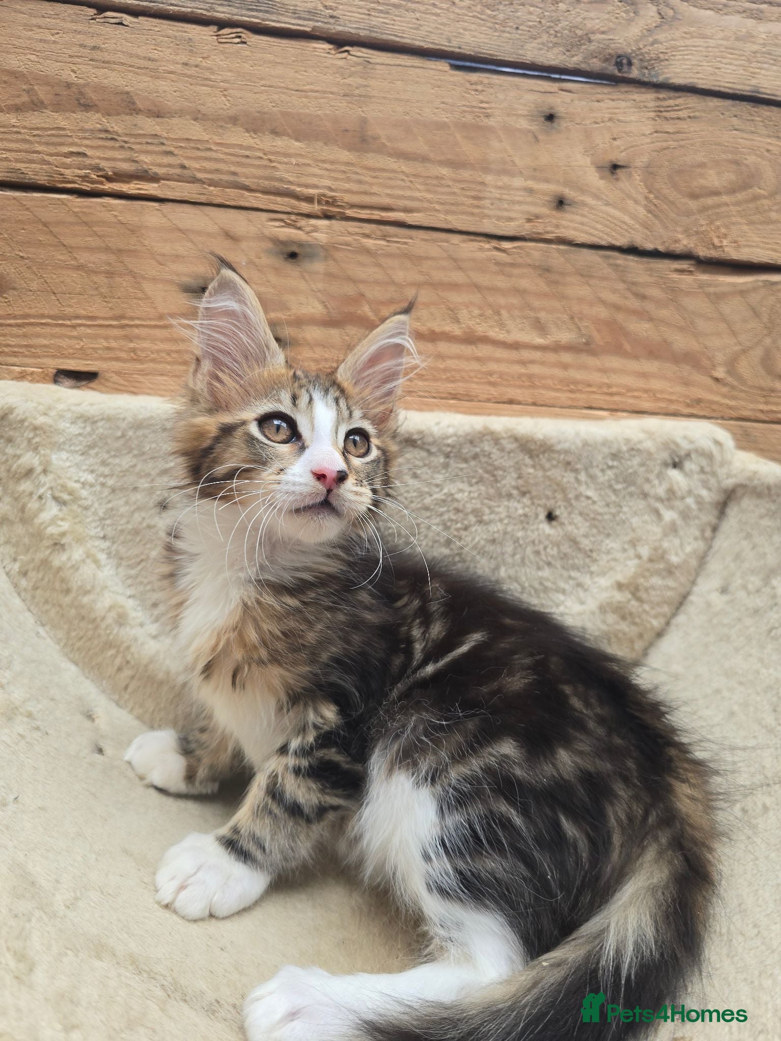 Maine Coon cats Calico & Tabby Maine Coon Kittens - Advert 2