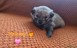 Pomsky dogs for sale: Pomsky F3b for sale - Image 4