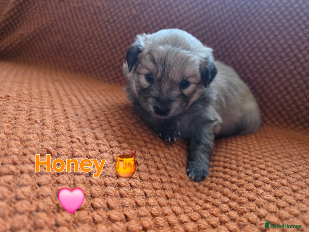 Pomsky dogs for sale: Pomsky F3b for sale - Image 4