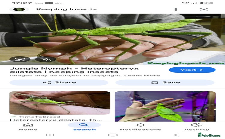 Stick Insects invertebrates - Advert 1