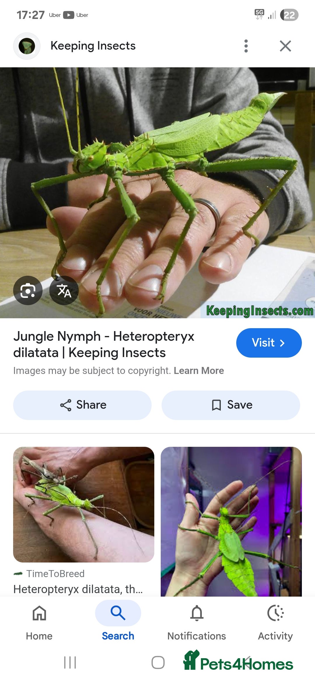 Stick Insects invertebrates for sale: Jungle nymph eggs  - Image 1