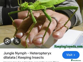 Stick Insects invertebrates - Advert 27