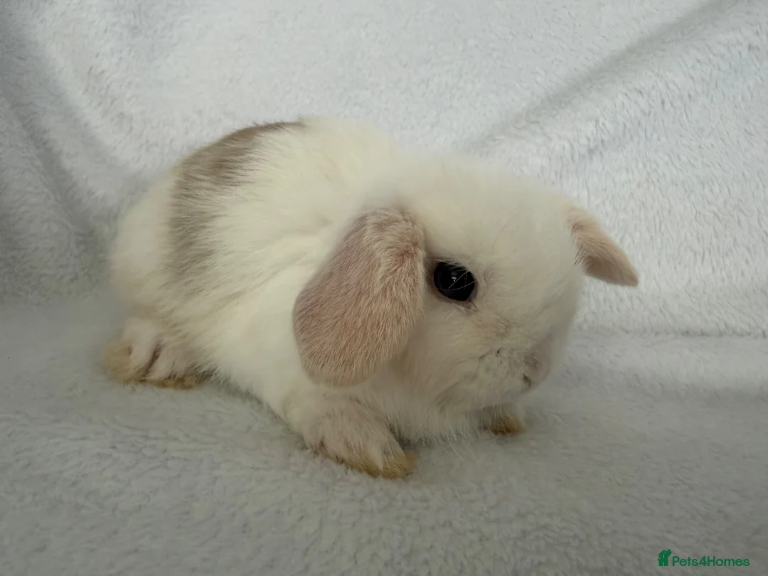 Mini Lop rabbits for sale: Beautiful mini lops **ready to reserve** - Advert 7