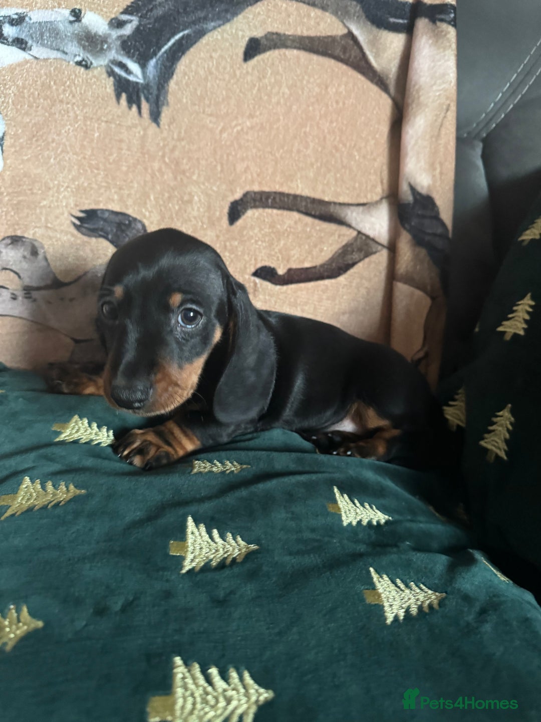 Miniature Dachshund dogs for sale: 1 dog left! Ready now. KC reg - Advert 4