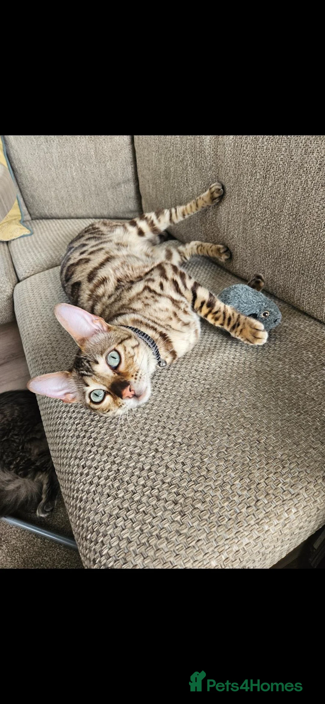 Bengal cats for sale: Bengal and Maine Coon Males in West Bromwich - Advert 11