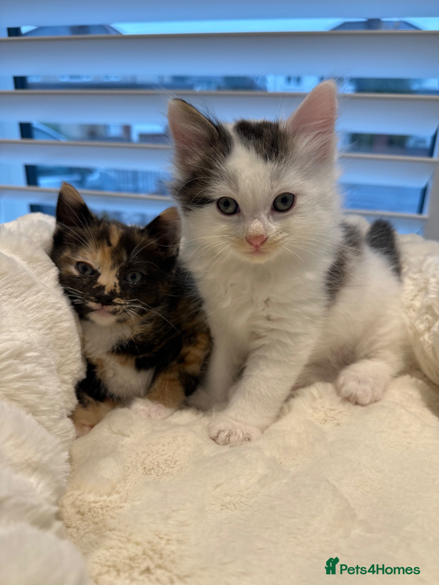 Ragdoll cats for sale: Lynx ragdoll x tabby kitten ready to leave  - Advert 22