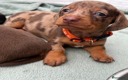 Dachshund dogs for sale: READY TO GO Dachshund Puppies dapple+chocolate - Image 20
