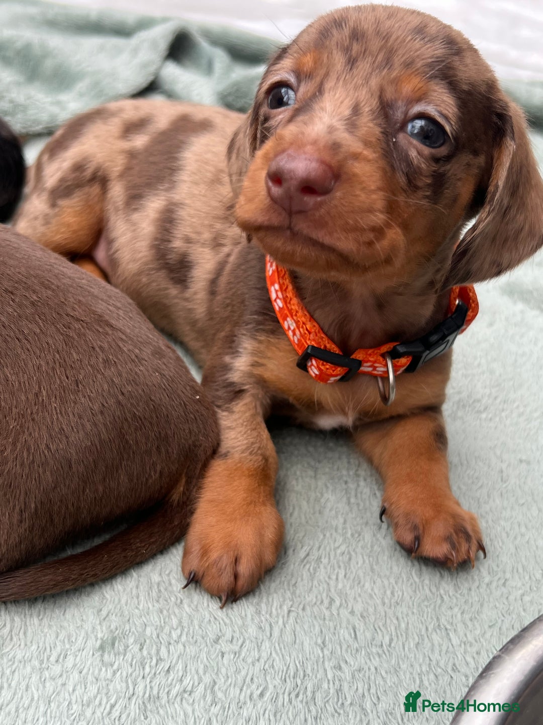 Dachshund dogs for sale: READY TO GO Dachshund Puppies dapple+chocolate - Image 20
