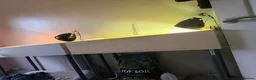 Tortoise reptiles for sale: Sulcata tortoise in Burntwood - Advert 2