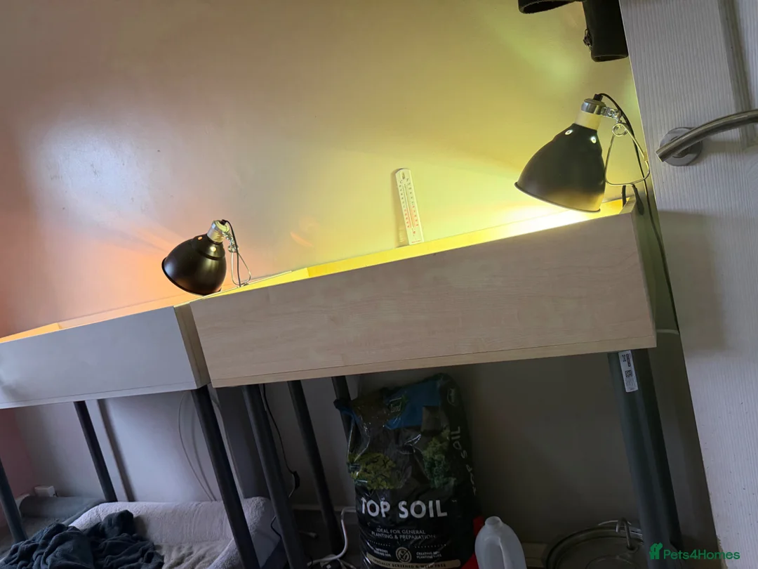 Tortoise reptiles for sale: Sulcata tortoise in Burntwood - Advert 2