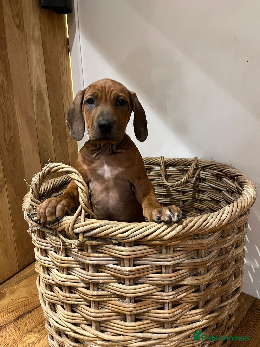 Rhodesian Ridgeback dogs for sale: Fabulous Rhodesian Ridgeback girls - Image 5