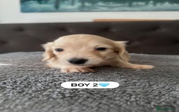 Miniature Dachshund dogs for sale: 2 male long-haired cream miniature dachshunds🩵 - Image 8