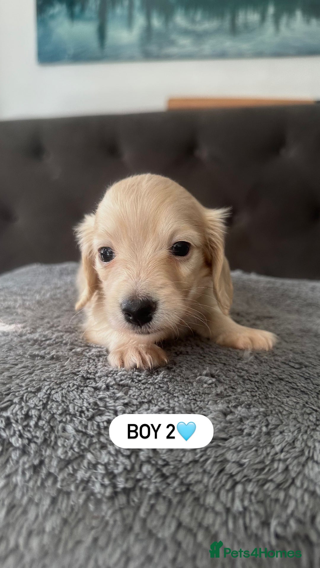 Miniature Dachshund dogs for sale: 2 male long-haired cream miniature dachshunds🩵 - Image 8