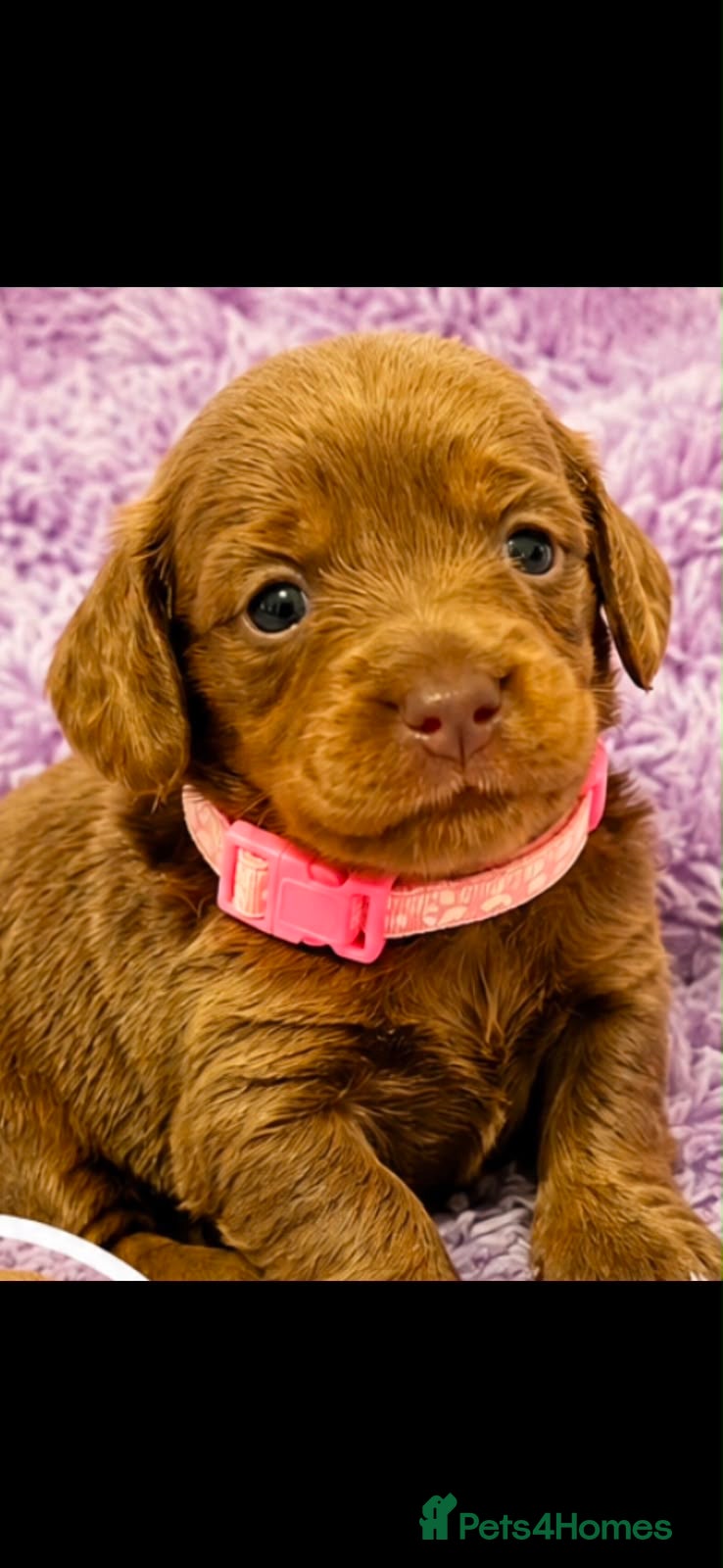 Miniature Dachshund dogs John s  - Advert 1