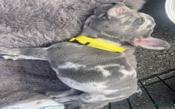 French Bulldog dogs for sale: Tri-colour Blue Merle Frenchie pups - Image 35