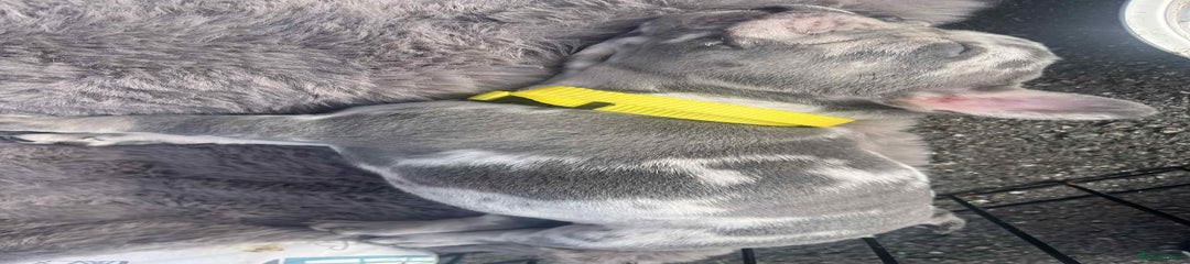 French Bulldog Puppy 6