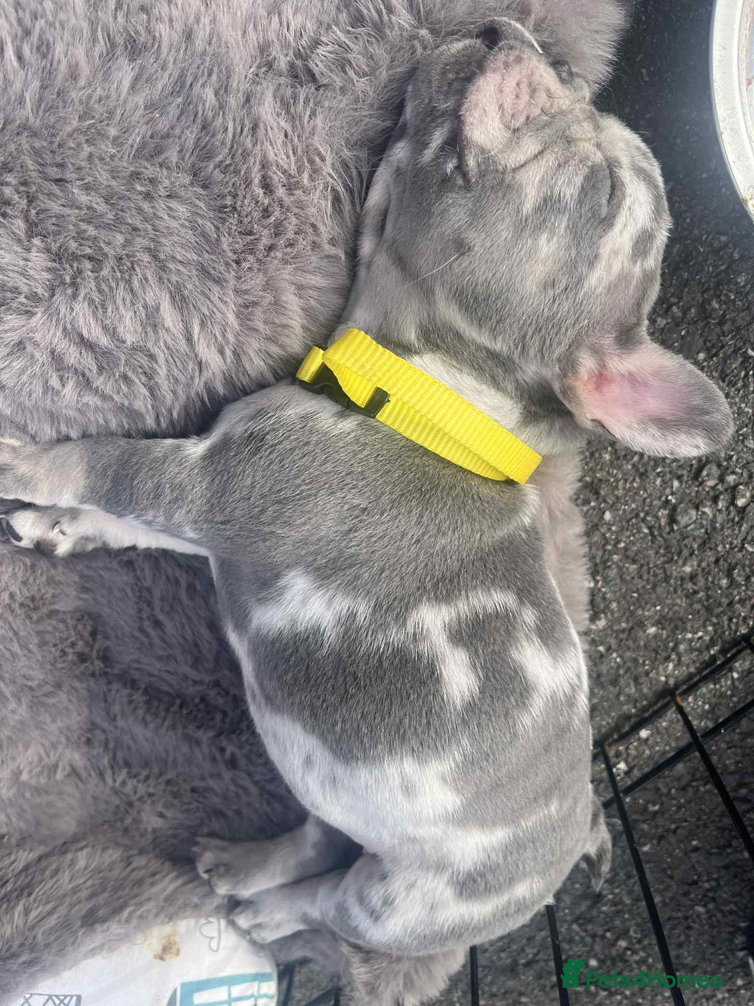 French Bulldog dogs for sale: Tri-colour Blue Merle Frenchie pups - Image 35