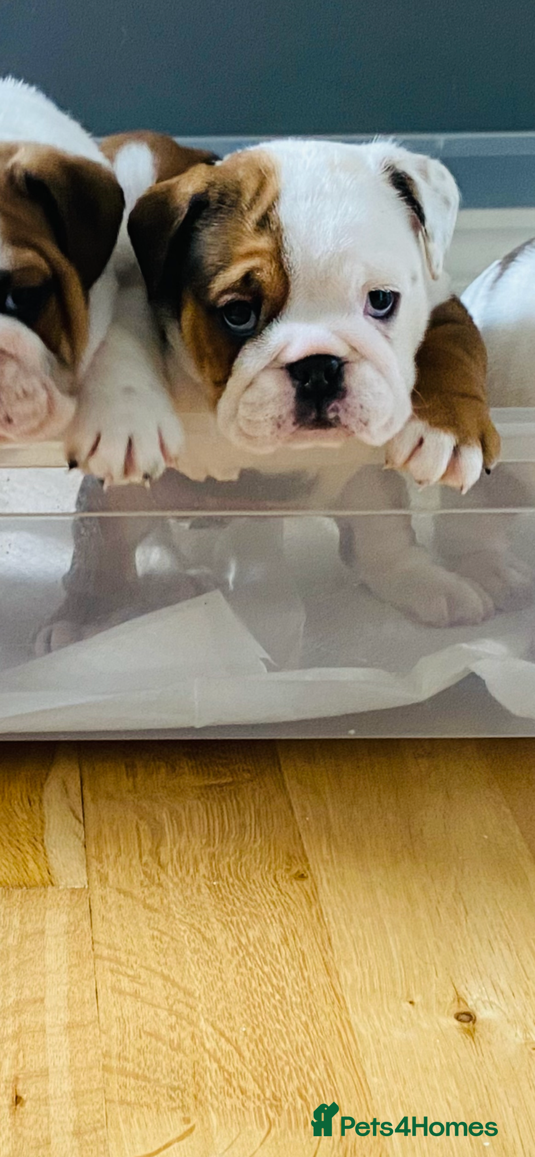 English Bulldog dogs for sale: English Bulldog Pups Standard Kc Reg - Image 19
