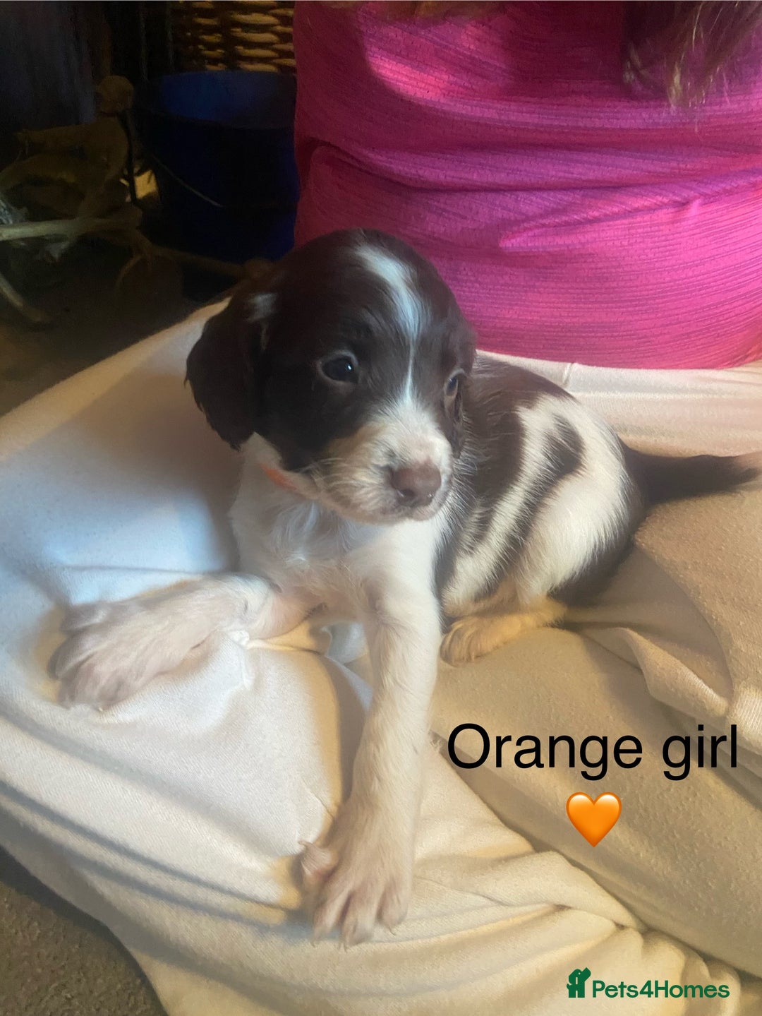 English Springer Spaniel dogs for sale: Springer spaniel puppies  - Advert 14