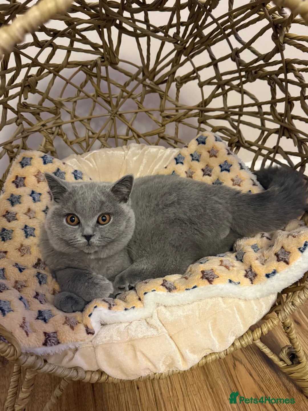 British Shorthair cats for sale: Blue British short hair one years old  - Advert 2