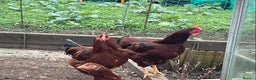 Chickens poultry for sale: X2 Rhode Island Red Cockerels - Advert 1