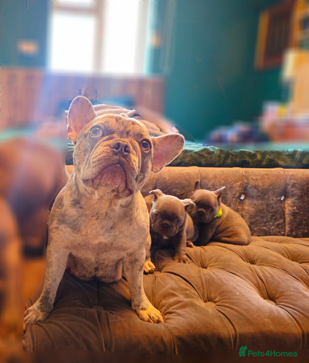 French Bulldog dogs for sale: French bulldog puppies  - Advert 3