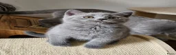 British Shorthair cats for sale: Beautiful British shorthair blue kittens NEUTERED - Advert 17