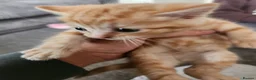 Mixed Breed cats for sale: Kittens - Advert 12
