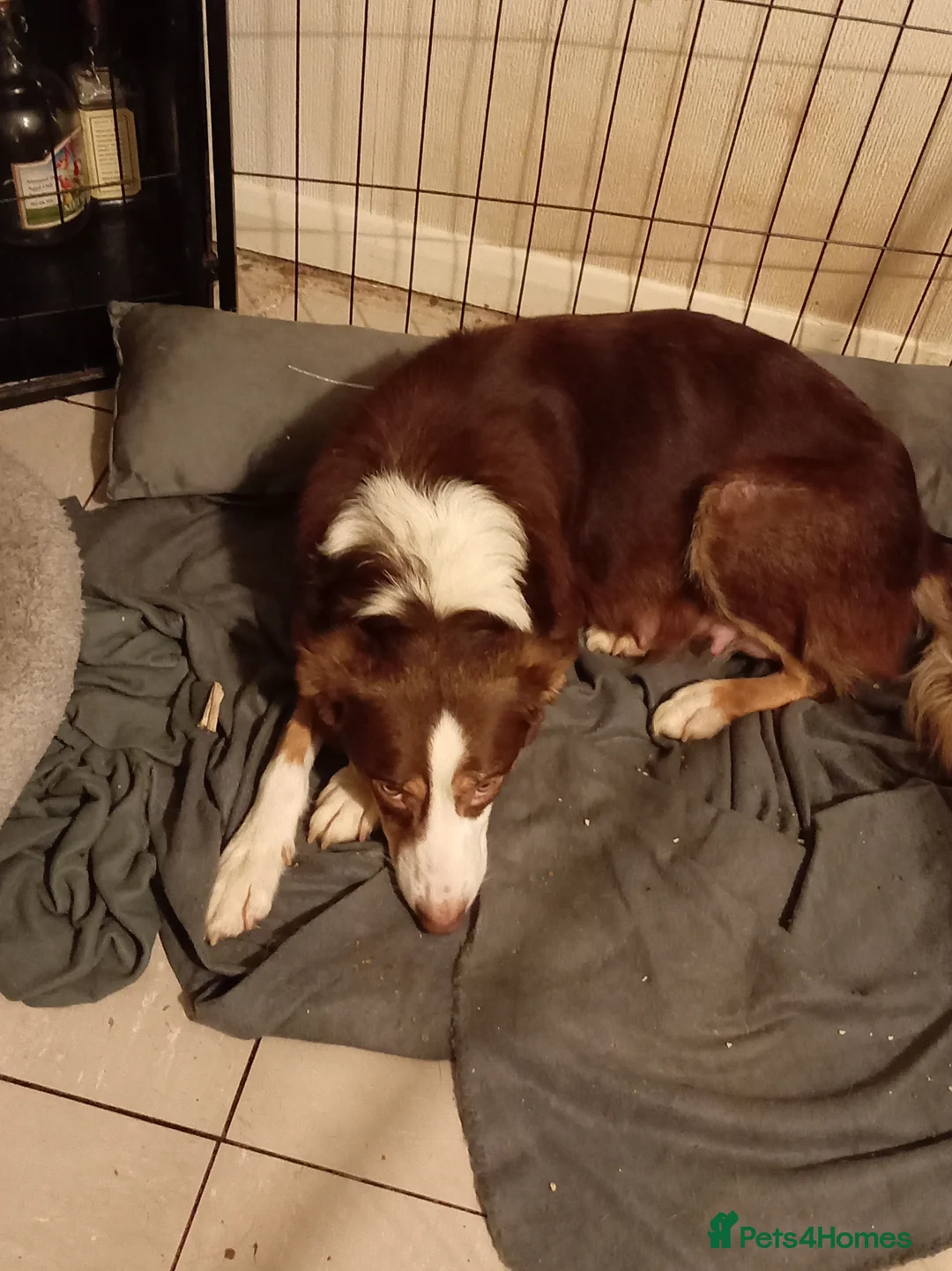 Welsh Collie dogs for sale: Tri colour Welsh sheepdog - Advert 2