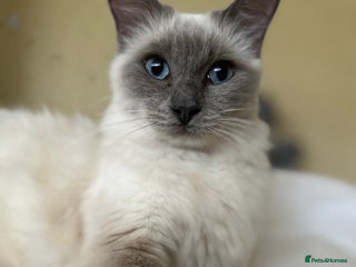 Ragdoll cats Dolly - Advert 4