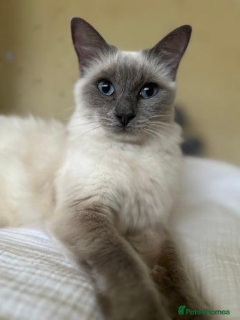 Ragdoll cats Dolly - Advert 3