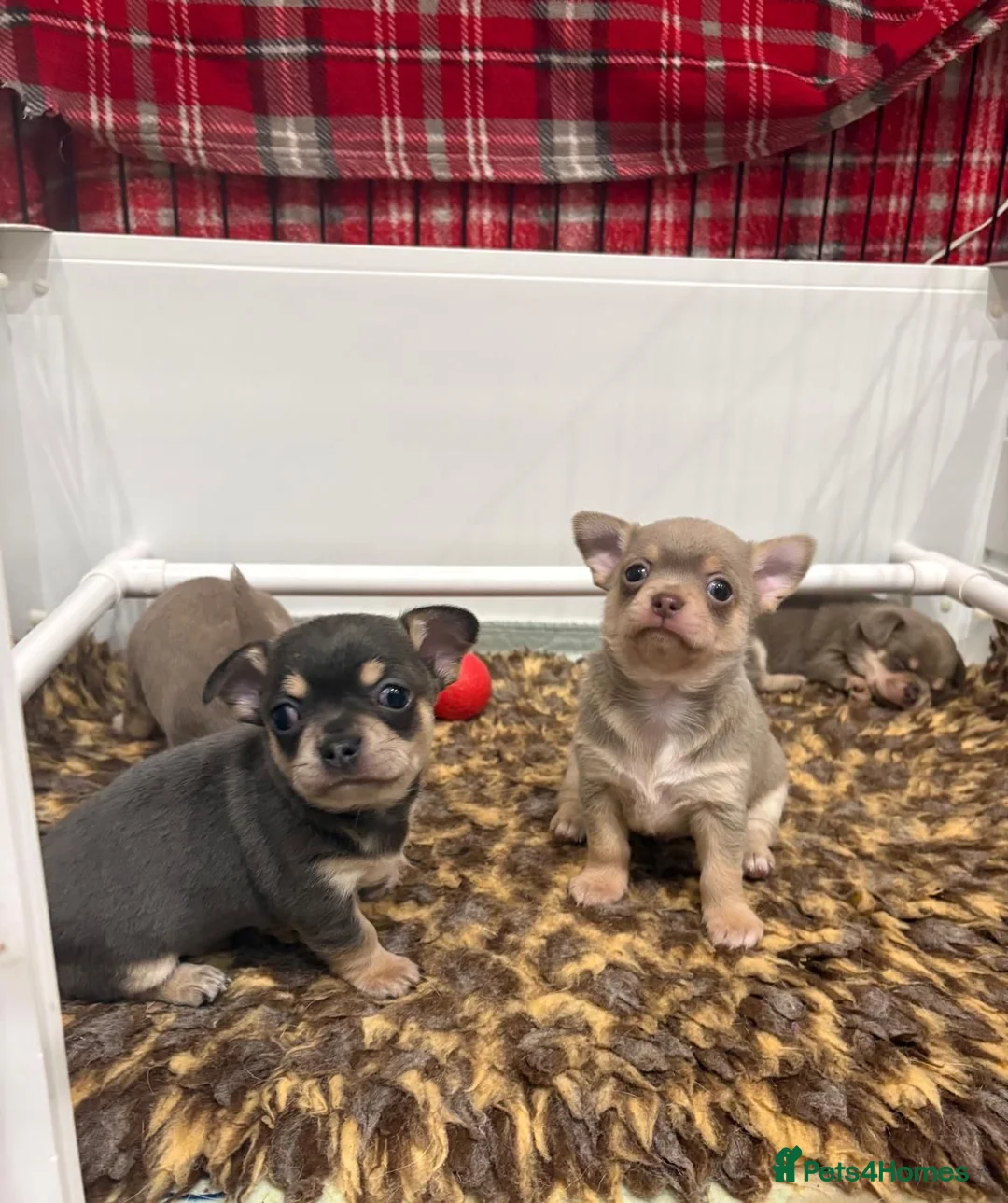 Chihuahua dogs for sale: 🎉BORN 25/12/25🎉. LAST BOY READY 13/03/26 💛💛💛 - Advert 7