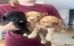 Cockapoo dogs for sale: F2 Cockapoos - Image 1