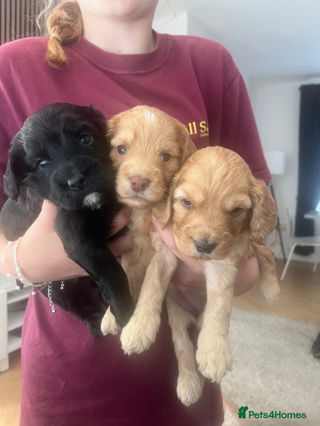 Cockapoo dogs for sale: F2 Cockapoos - Image 1