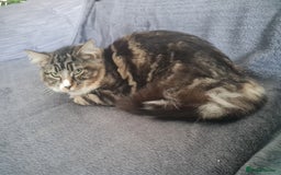 Mixed Breed cats for sale: Lovely mixed tabby cat - Image 5
