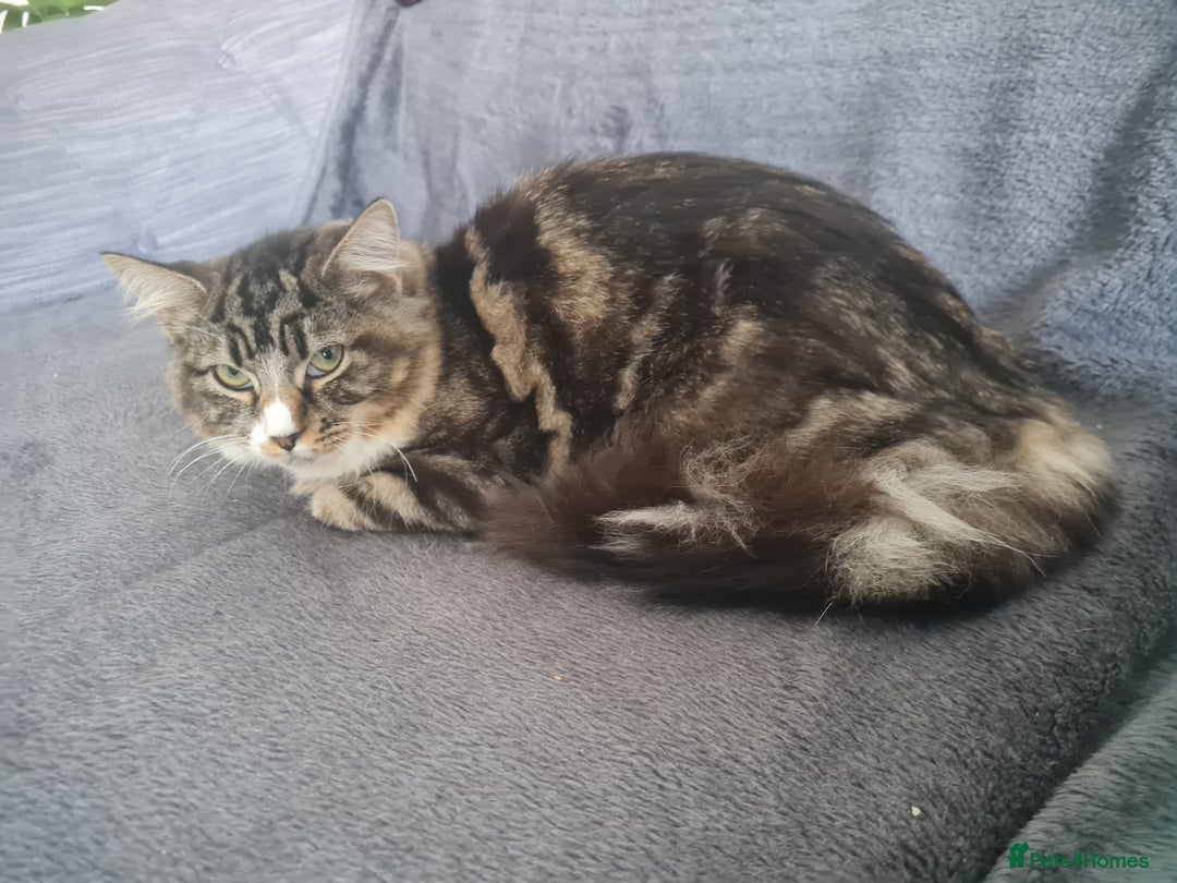 Mixed Breed cats for sale: Lovely mixed tabby cat - Image 5