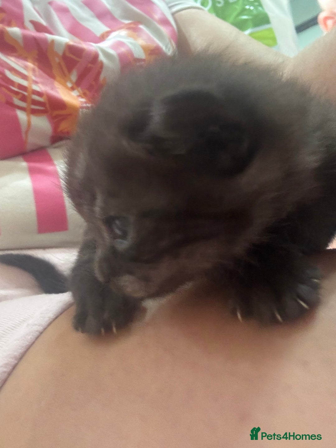 Mixed Breed cats for sale: Mixed breed kittens - Image 5