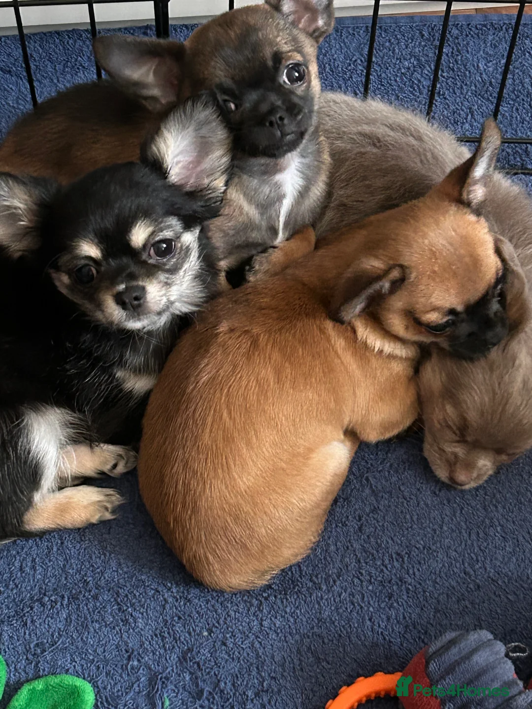 Chihuahua dogs for sale: Boy chihuahua smooth coat  - Advert 2