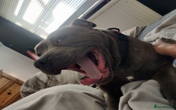 Staffordshire Bull Terrier dogs for sale: Blue/ Fawn Staffordshire Bull Terrier puppies  - Advert 14