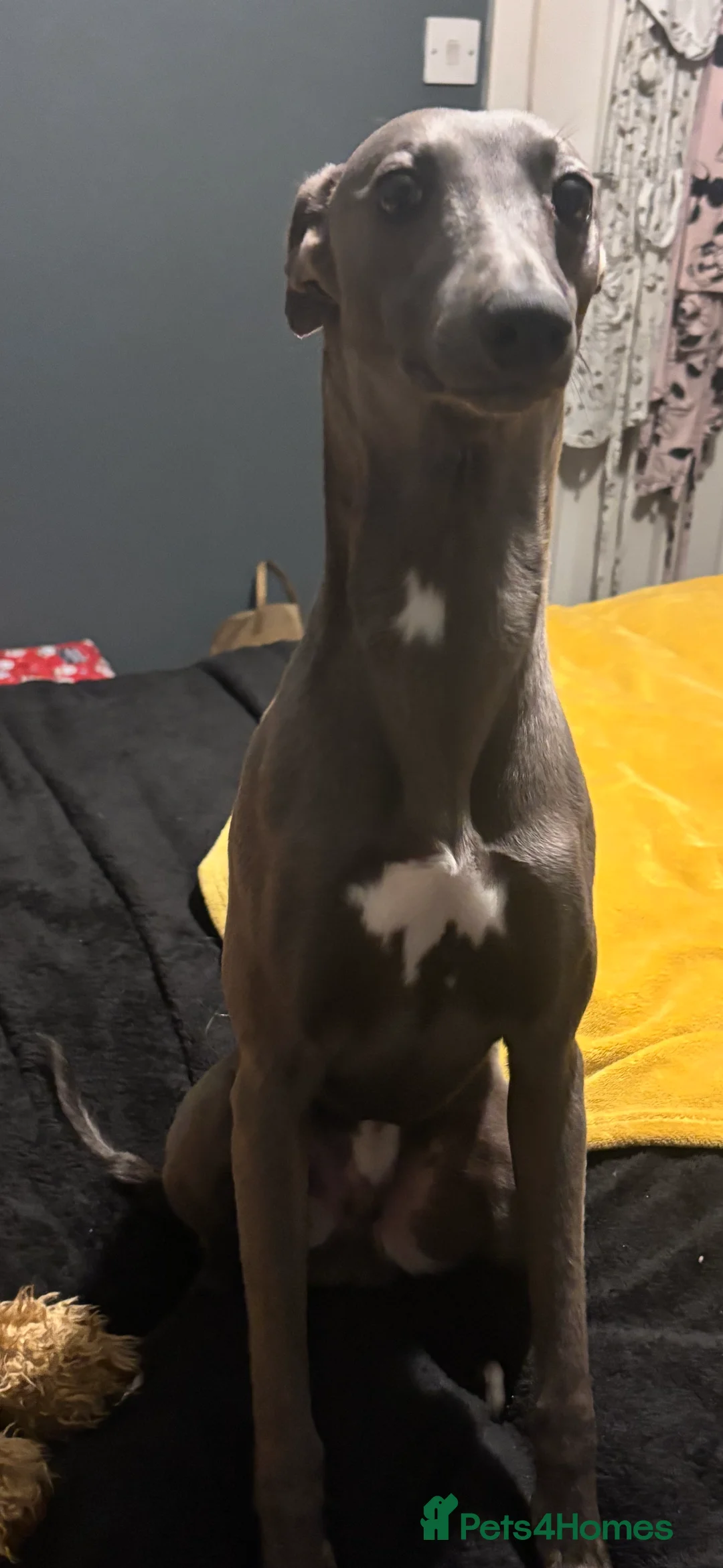 Whippet dogs for sale: Blue male whippet  - Advert 7