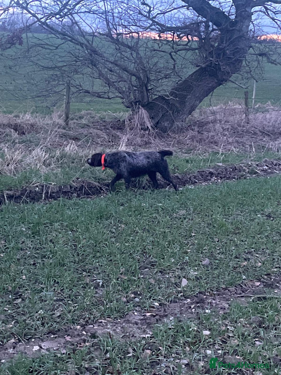 German Wirehaired Pointer dogs for sale: German wire hair pointers for sale - Advert 4