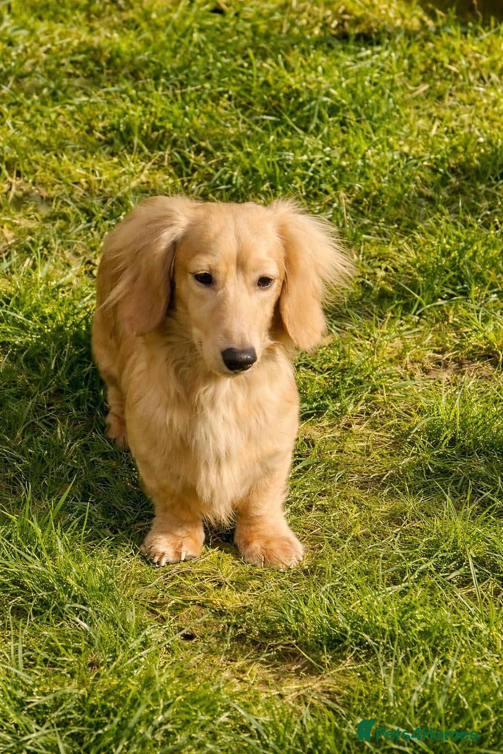 Miniature Dachshund dogs Beautiful Long Haired Full Cream Dachshund *Stud* - Advert 1