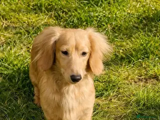 Miniature Dachshund dogs Beautiful Long Haired Full Cream Dachshund *Stud* - Advert 1