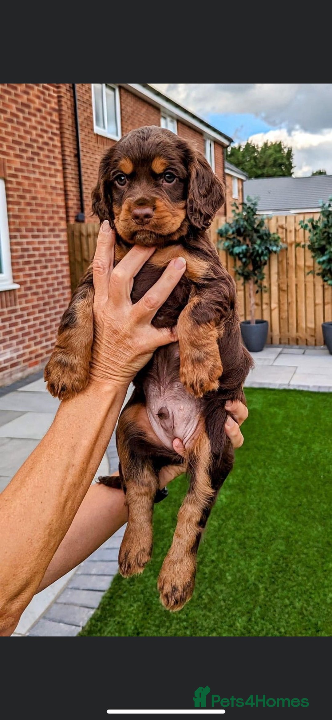 Cocker Spaniel dogs for stud: 🔥WORKING CHOC ROAN COCKER STUD 🔥 in Gateshead - Advert 4